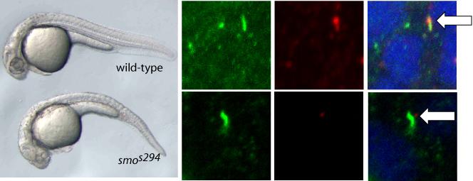 smo mutant embryo loss of high levels of Hh signalling